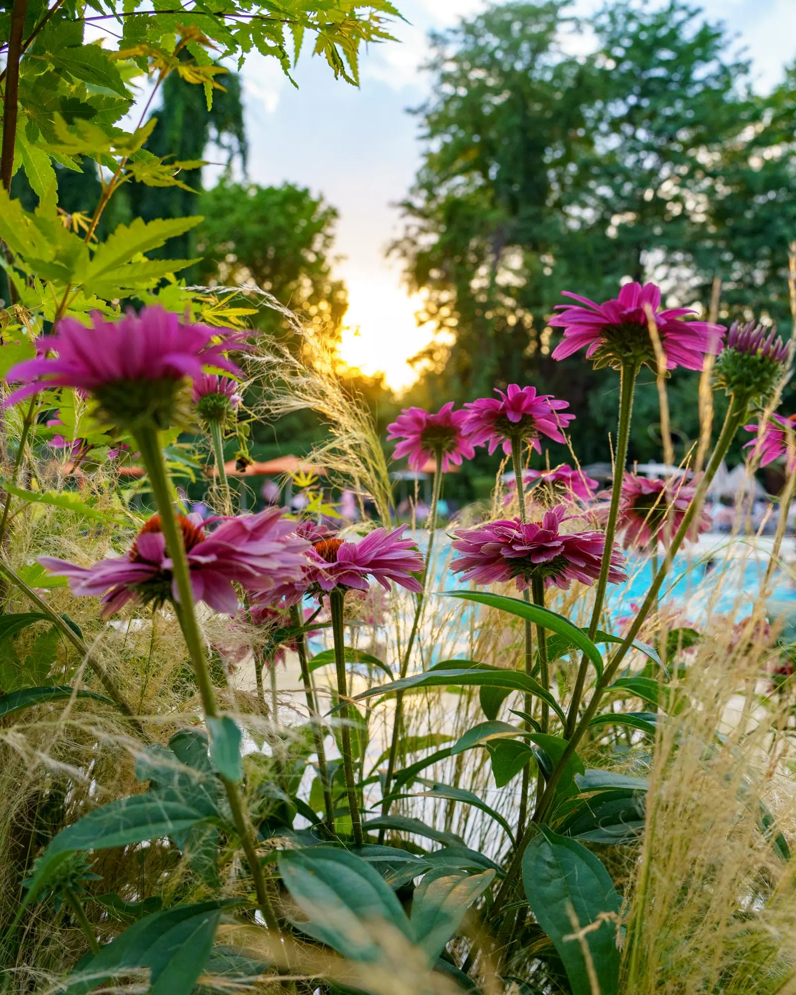 Echinacea înflorită în grădină la apus