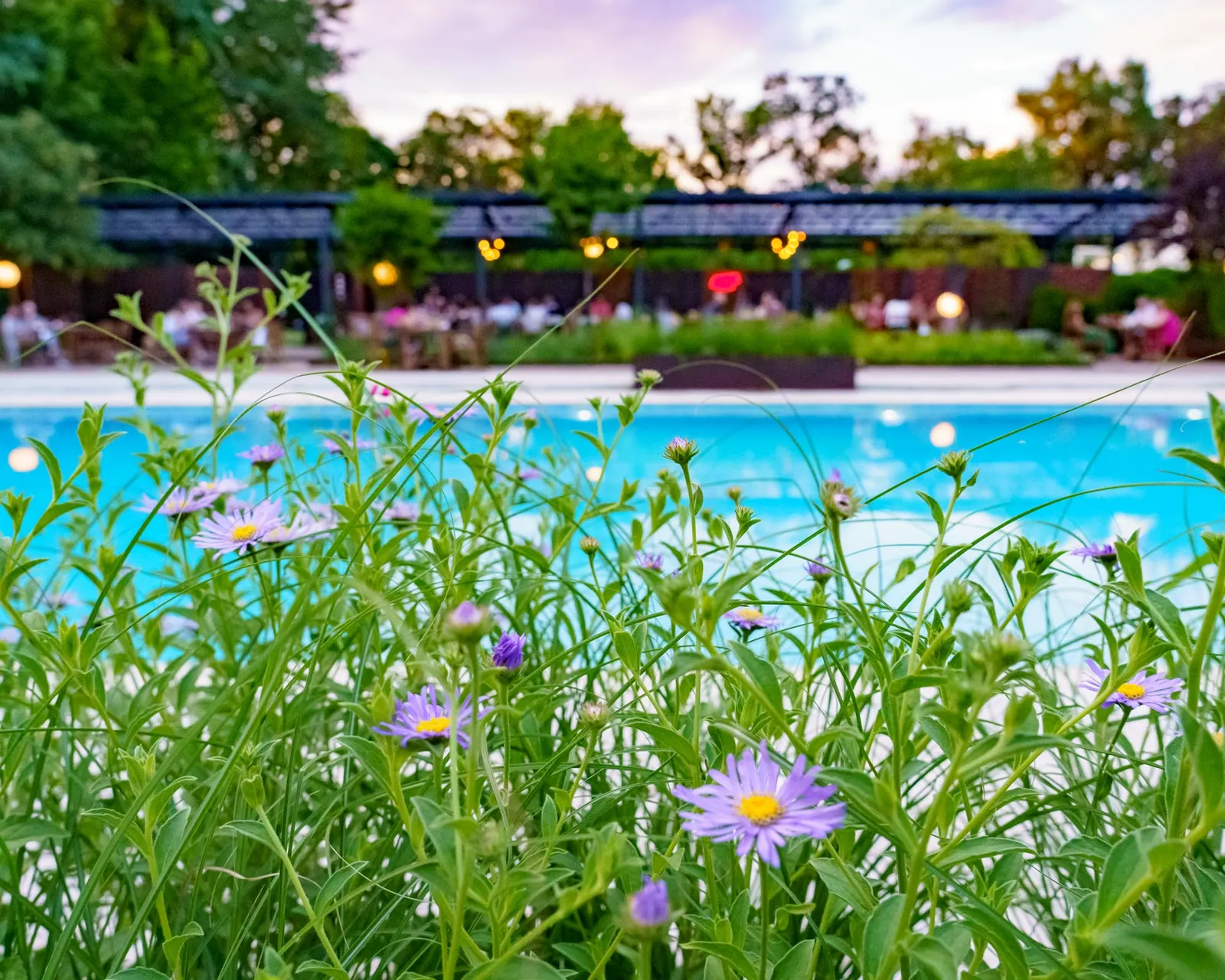 Flori de câmp pe marginea piscinei Grădina Floreasca, cu terasa luminată la apus